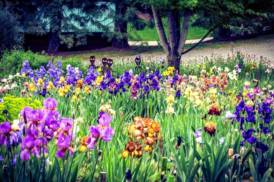 iris gardens