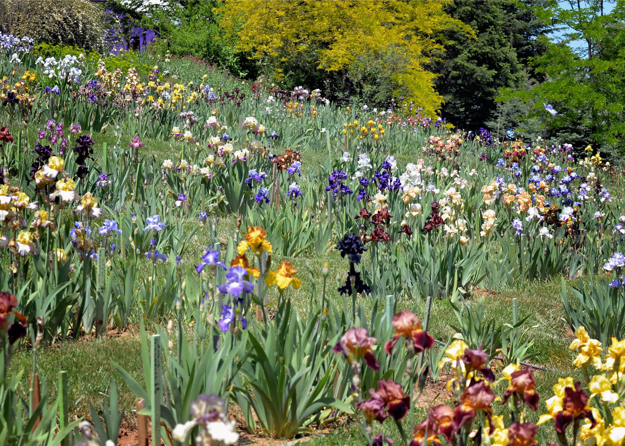 Iris Gardens - High Sierra Iris & Wedding Gardens