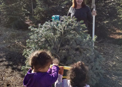 High Sierra Iris Gardens Christmas Tree Cuttinig